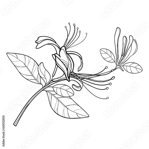 Bunch of outline Lonicera or Japanese Honeysuckle with flower, bud and leaf in black isolated on white background.