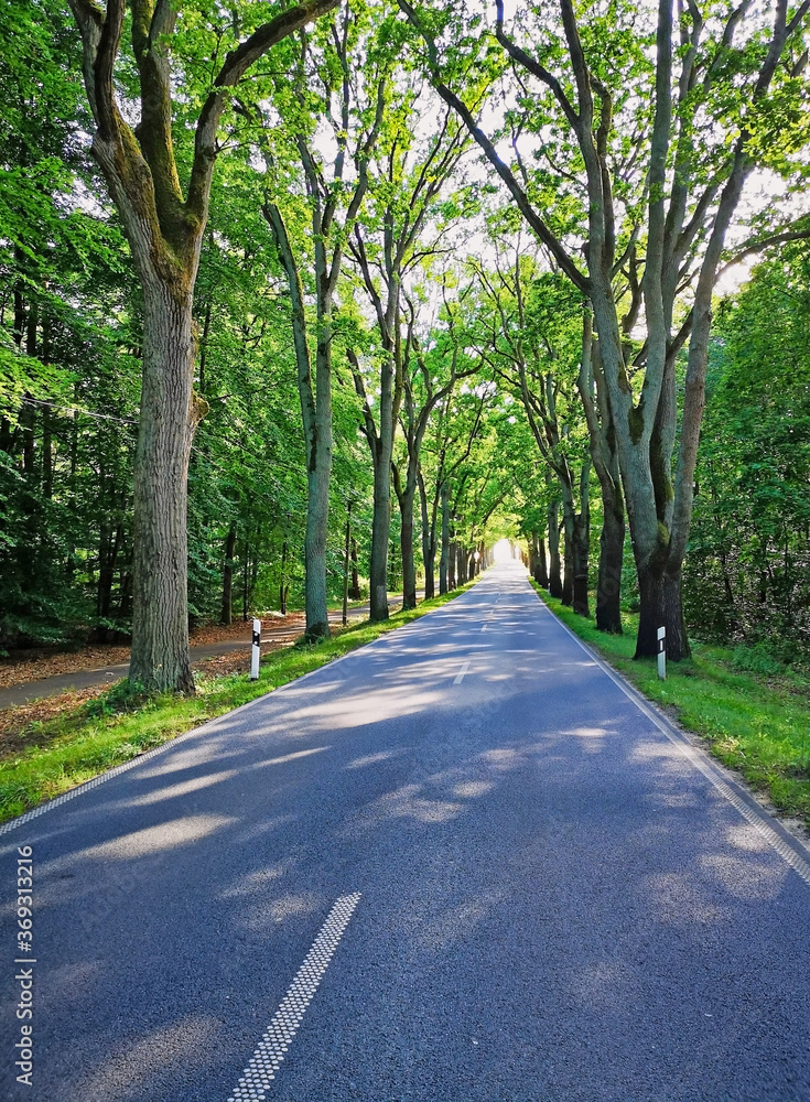 straight german avenue road in sunlight and forest with bright end