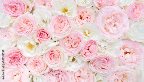 Light floral background. White and pink roses close-up top view with space for text. Wedding background of delicate roses. © nieriss