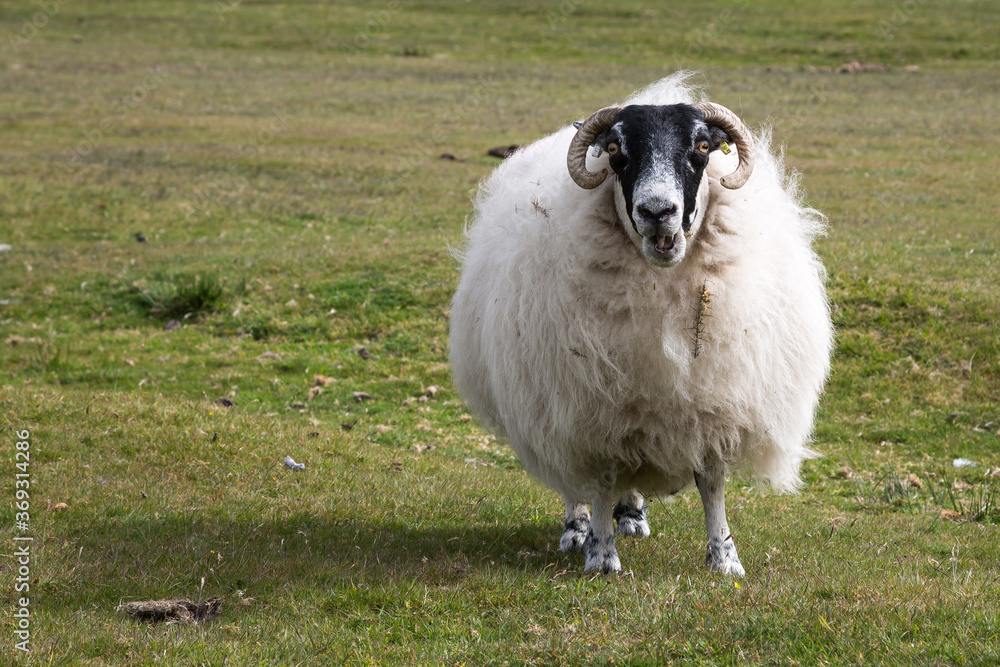 Swaledale sheep wearing thick coat ready to be shaved, Cornwall UK Swaledale sheep wearing thick coat ready to be shaved, Cornwall UK
