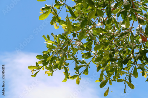 Green leaves of tree and blue sky with cloud background photo