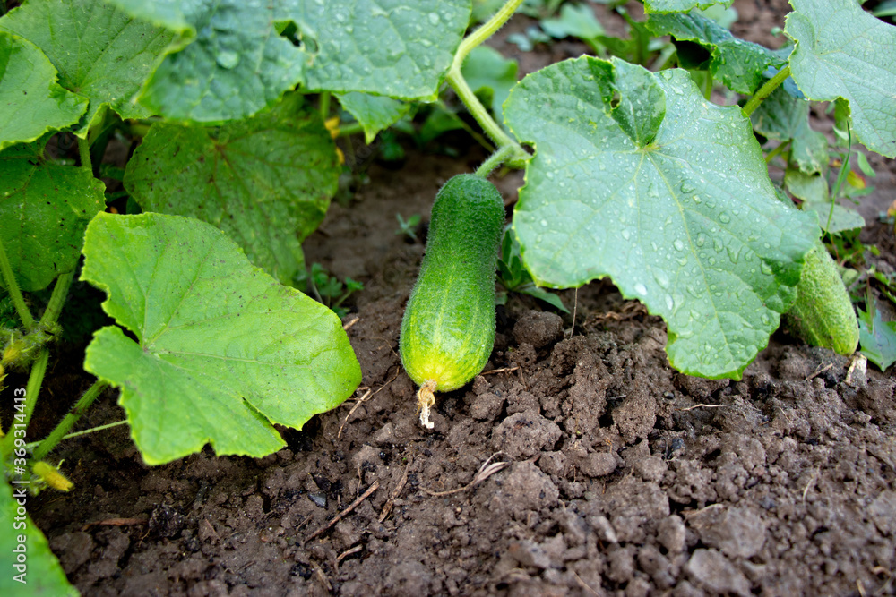 Green sheets and new cucumber grows from soil in garden Green sheets and new cucumber grows from soil in garden