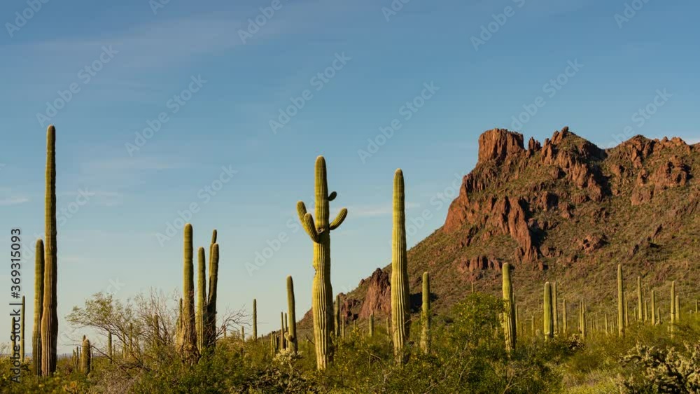 Time lapse of Saguaro cacti in evening light at Sonoran Desert in Arizona Time lapse of Saguaro cacti in evening light at Sonoran Desert in Arizona