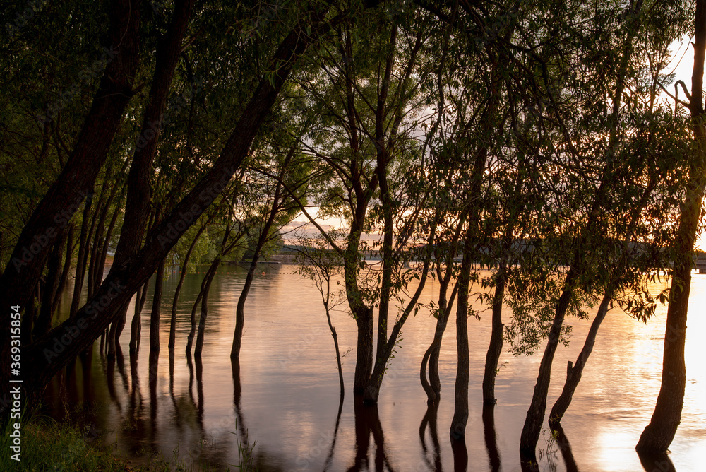 Black silhouettes of trees growing out of the water against the background of a bright sunset.