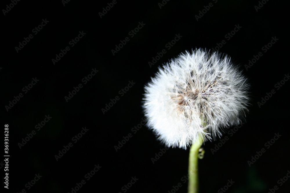 dandelion on black background dandelion on black background