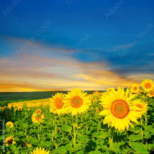 Fototapeta Naklejka Na Ścianę i Meble -  Sunflower field on sunset. Beautiful nature landscape.