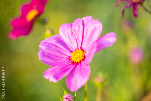 Flower meadow   summer  bee pasture  summer meadow background