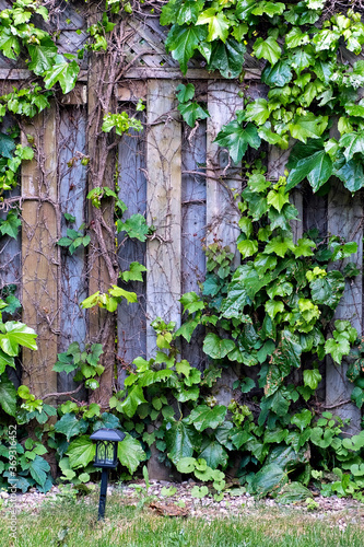 A fence covered with green ivy. © davorbozo