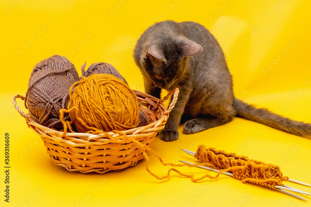 Obraz premium on a yellow background is a basket with woolen threads for knitting, started knitting on needles and a gray cat