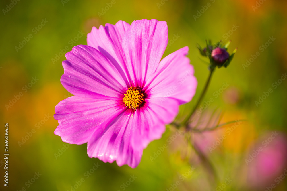 Macro shot of a jewelry basket, Cosmos bipinnatus Macro shot of a jewelry basket, Cosmos bipinnatus
