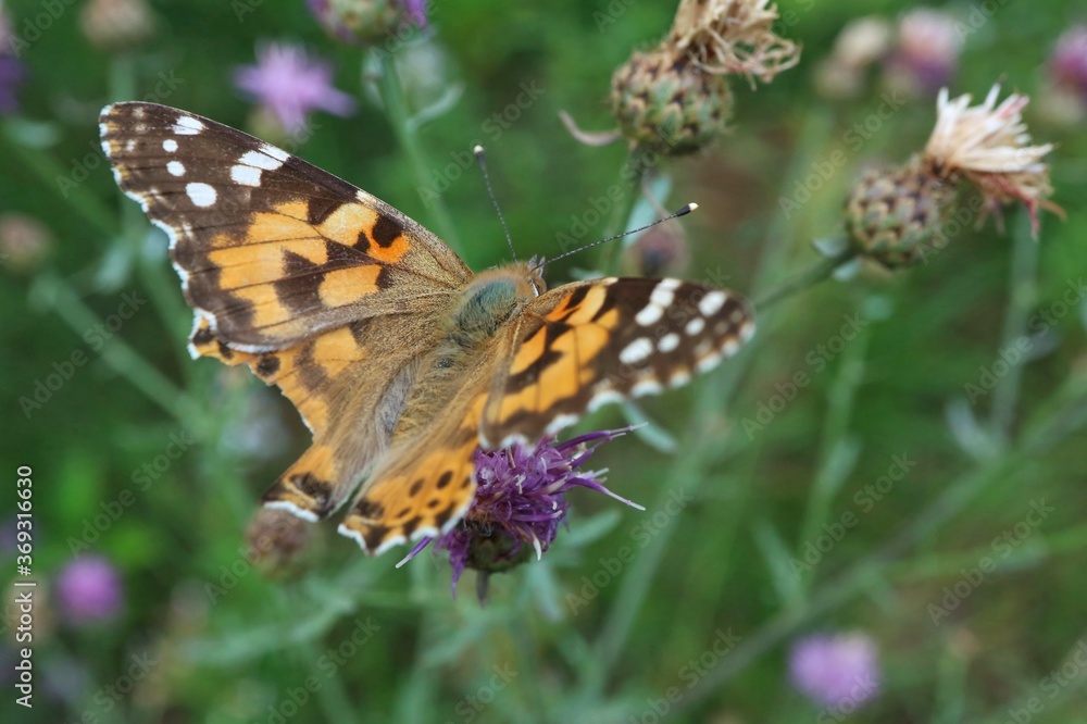 Butterfly painted lady on thistle flowers
Butterfly painted lady on thistle flowers
