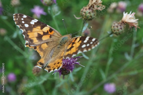 Butterfly painted lady on thistle flowers   © Grzegorz Sulkowski