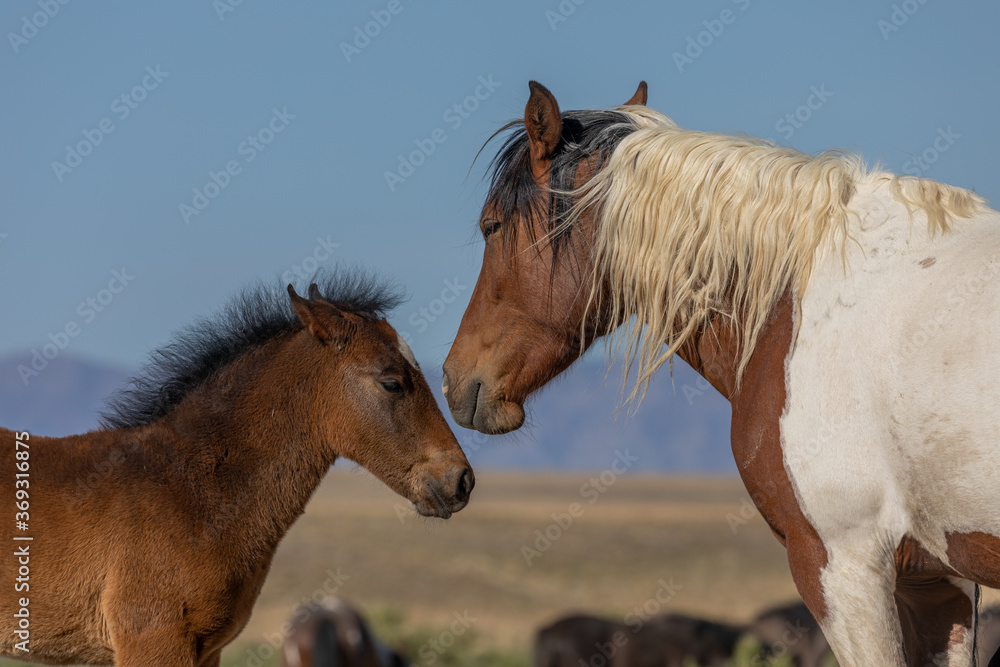 Wild Horse Mare and Her Foal in utah Wild Horse Mare and Her Foal in utah