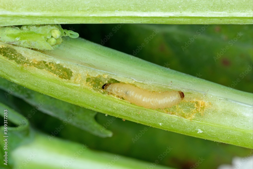 Obraz premium Leaf petioles of rapeseed leaves damaged by larvae of Cabbage Stem Flea Beetle (Psylliodes chrysocephala). The leaves die and secondary fungal infections appear