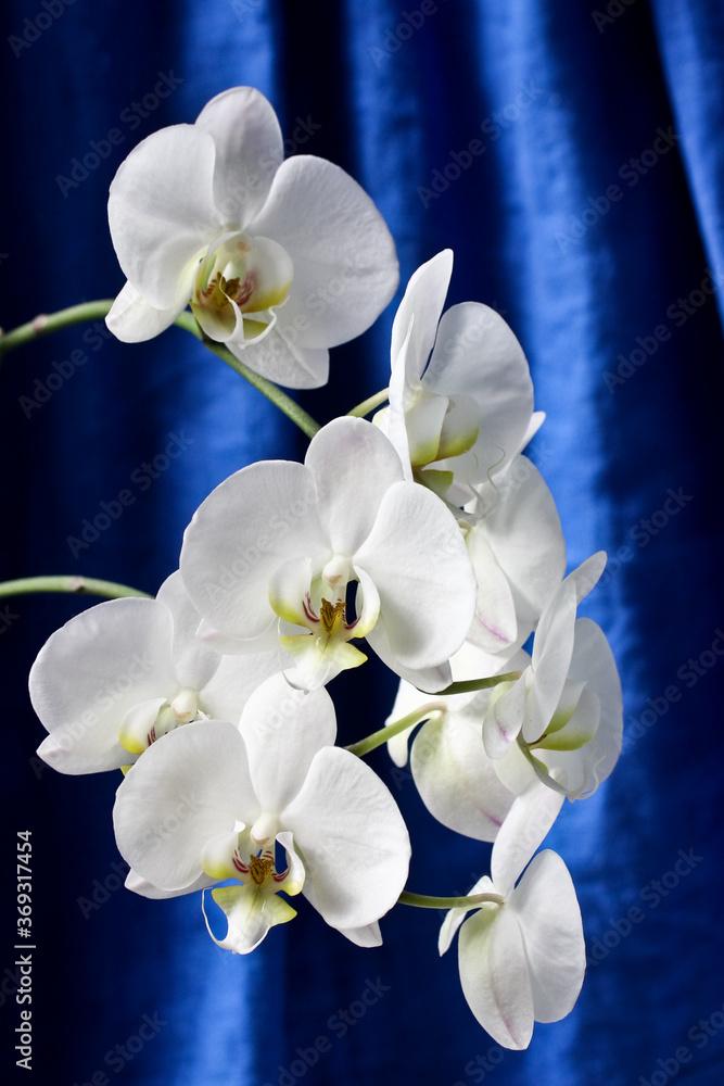 Obraz premium white orchids on a background of linen curtains