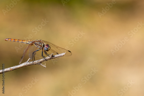 Copper-toned metallic-toned dragonfly (Crocothemis erythraea female) perched on a dry plant with thorns