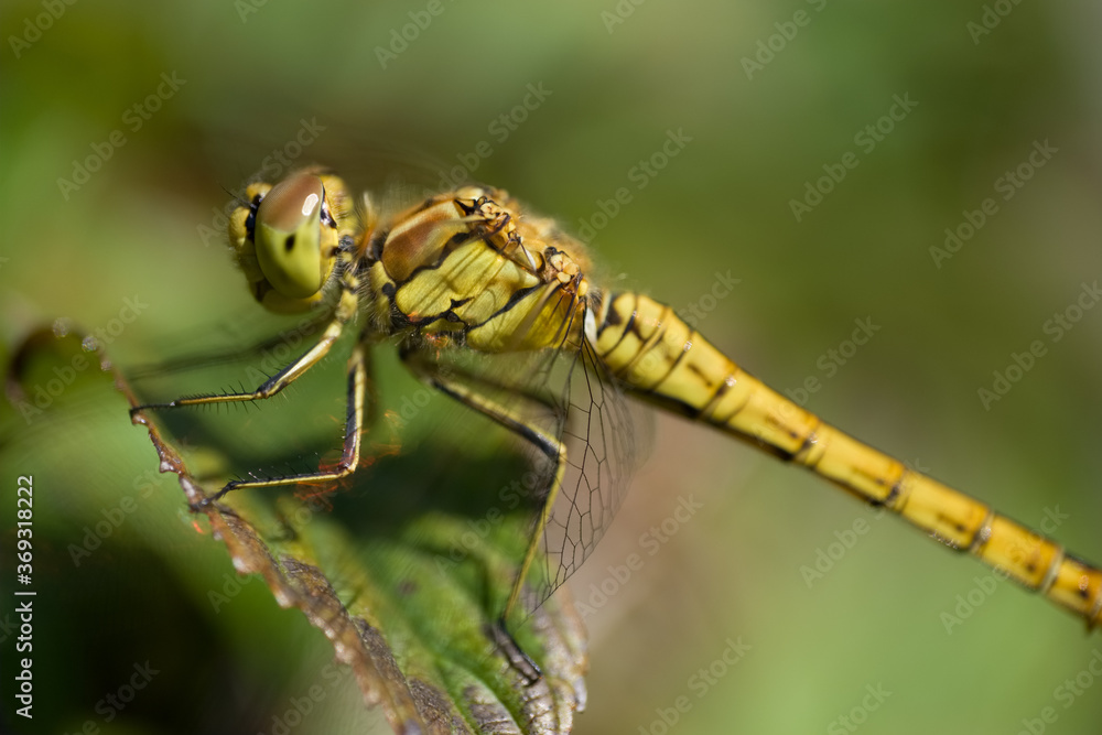 Beautiful Orthetrum cancellatum or Black-tailed skimmer dragonfly perched on a green curled leaf. Blurred green background
Beautiful Orthetrum cancellatum or Black-tailed skimmer dragonfly perched on a green curled leaf. Blurred green background