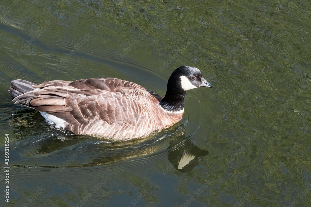 Aleutian Cackling Goose (Branta hutchinsii leucopareia) on lake Aleutian Cackling Goose (Branta hutchinsii leucopareia) on lake