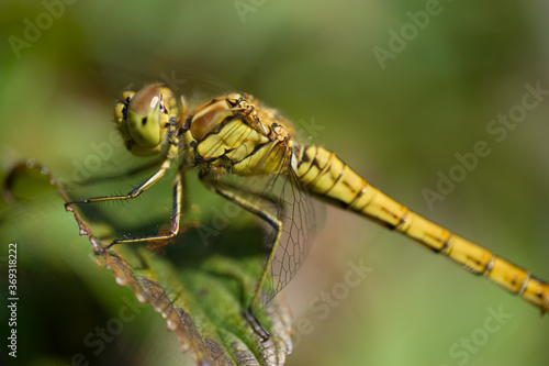 Beautiful Orthetrum cancellatum or Black-tailed skimmer dragonfly perched on a green curled leaf. Blurred green background  © Henk Vrieselaar