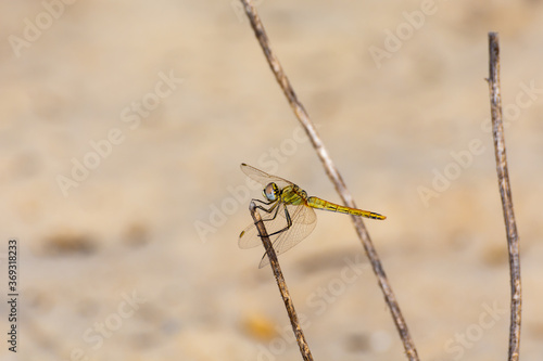 Green dragonfly perched on a dry branch in summer © Miguel Ángel RM