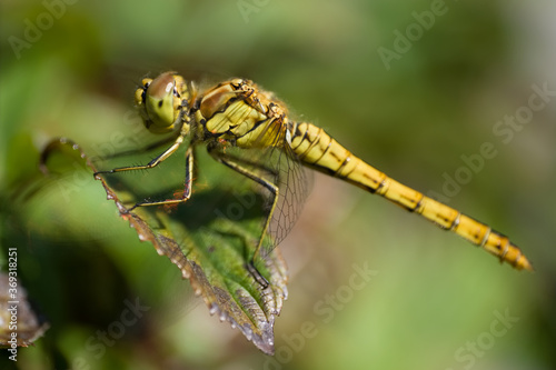 Beautiful Orthetrum cancellatum or Black-tailed skimmer dragonfly perched on a green curled leaf. Blurred green background