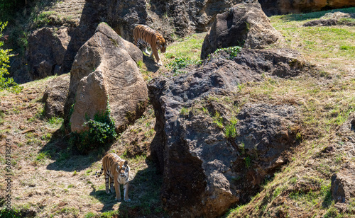 Tigres de bengala © AndrewAM