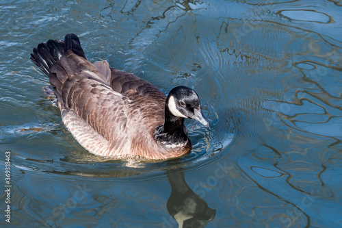 Aleutian Cackling Goose (Branta hutchinsii leucopareia) on lake photo