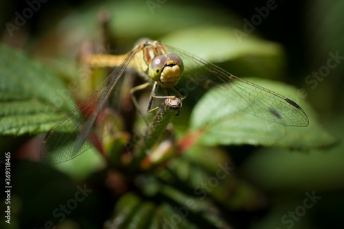 Beautiful Orthetrum cancellatum or Black-tailed skimmer dragonfly perched on top of a green thin branch. Focus on the facet eyes and the branch. Blurred green background © Henk Vrieselaar