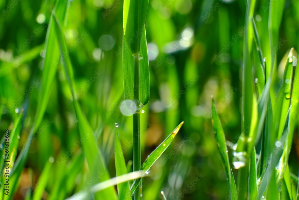 Fototapeta premium Grüne Grashalme mit Tautropfen unscharfer Hintergrund