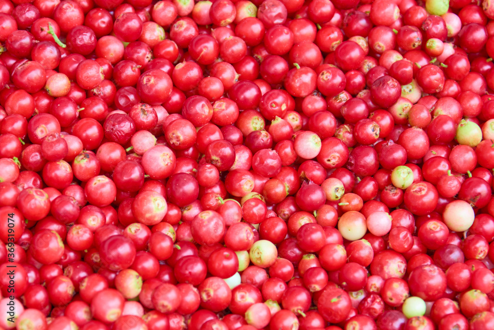 Cranberry or Cowberry background or texture. Top view. Fresh organic Lingonberry. Cranberry or Cowberry background or texture. Top view. Fresh organic Lingonberry.