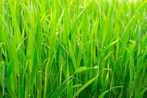 Fresh green wheatgrass growing in outdoors field. Wheat plant leaves used as a food, drink, or dietary supplement