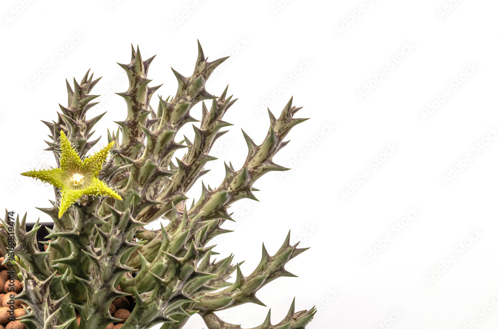 Fototapeta premium Close up green flower of Huernia succulent plants isolate on white background.