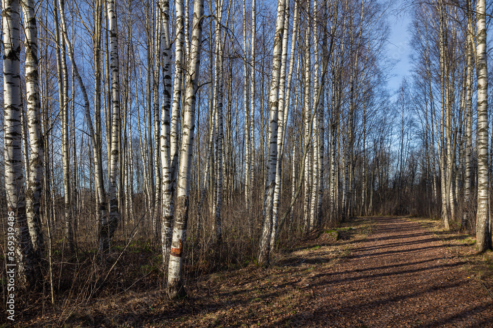 The road goes through a birch grove. Spring forest. The road goes through a birch grove. Spring forest.