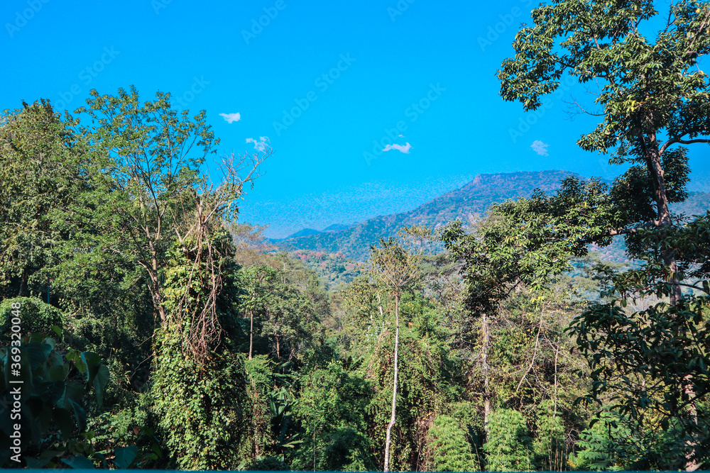 Fototapeta premium Jungle in Thailand photo background