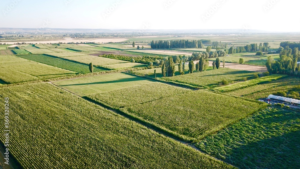 Aerial view of the green agriculture field. Corn field. They are at the growth stages. There is a pathway in the middle of field.