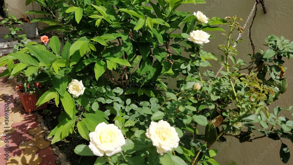 White roses in the garden in Indian monsoon White roses in the garden in Indian monsoon