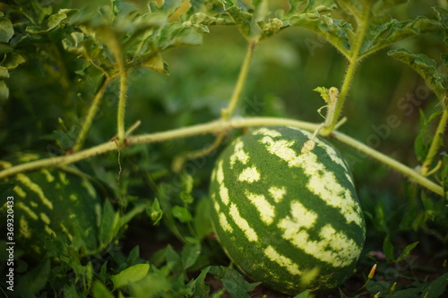 Stripped watermelon growing in the summer garden on the soil