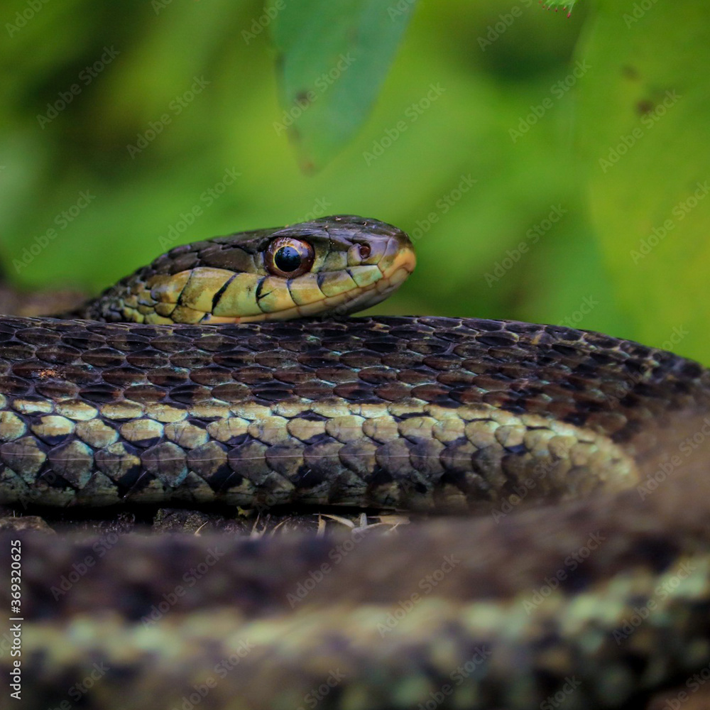 Fototapeta premium Napping snake undisturbed on log