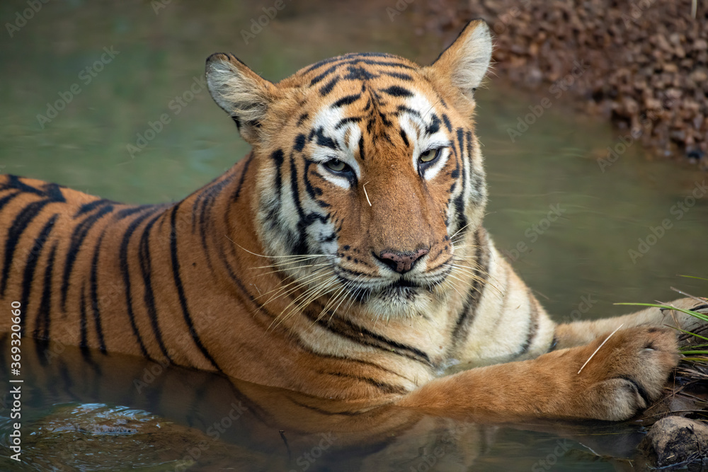 Tiger in the wild. The legendary tigress in India named Maya of Tadoba Andhari Tiger Reserve relaxing in a water source. The Image was captured from the forest of Tadoba Andhari Tiger Reserve in India Tiger in the wild. The legendary tigress in India named Maya of Tadoba Andhari Tiger Reserve relaxing in a water source. The Image was captured from the forest of Tadoba Andhari Tiger Reserve in India