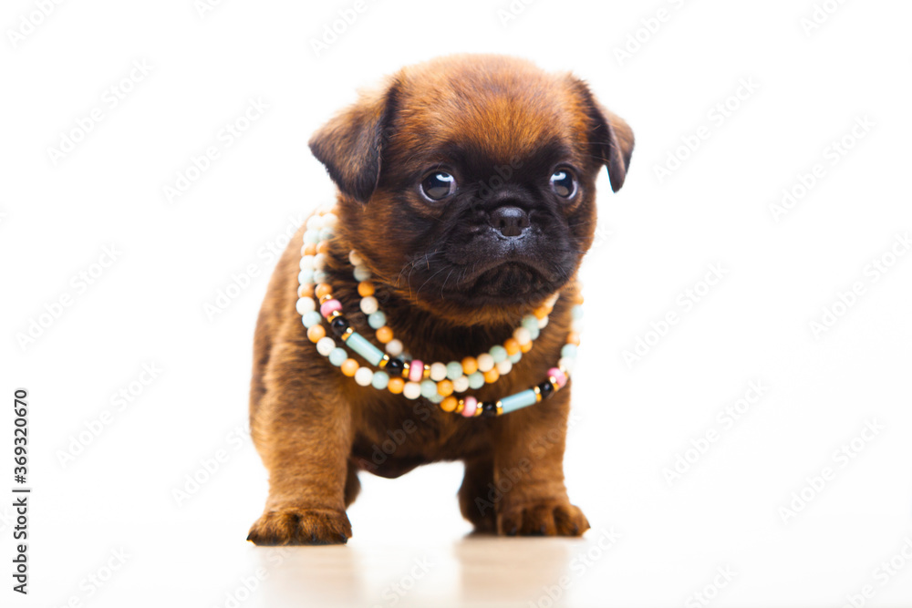 image of dog white background image of dog white background