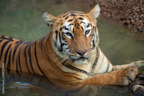 Tiger in the wild. The legendary tigress in India named Maya of Tadoba Andhari Tiger Reserve relaxing in a water source. The Image was captured from the forest of Tadoba Andhari Tiger Reserve in India