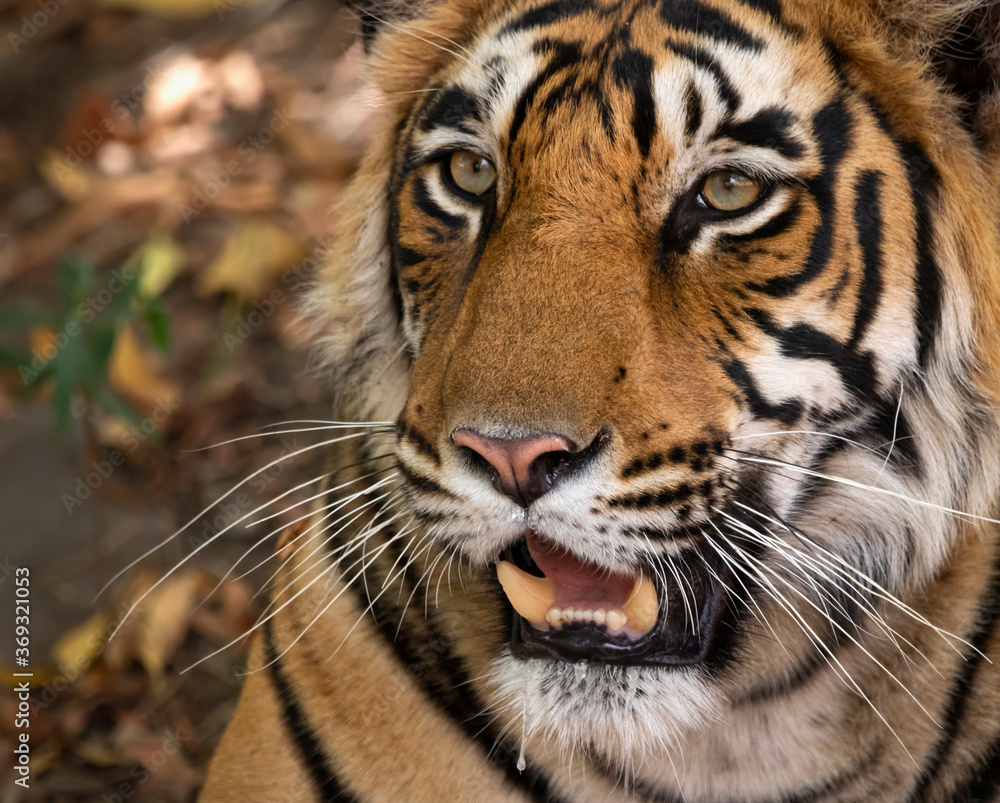 Fototapeta premium Tiger Portrait. Image was captured from the forest of Ranthambore Tiger Reserve in India.