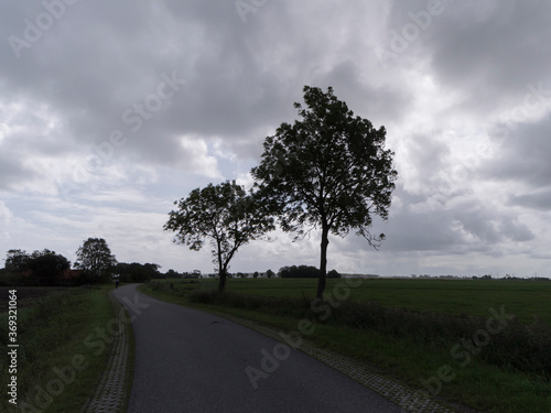 Some trees next to a road in Garnwerd, The Netherlands photo