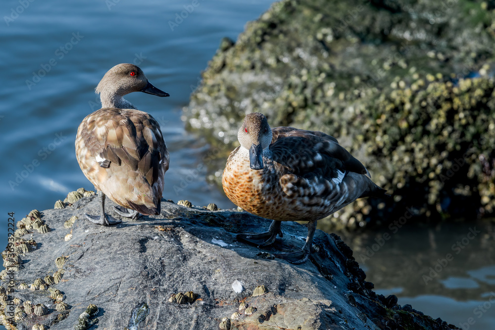 Crested Duck (Lophonetta specularioides) in Ushuaia area, Land of Fire (Tierra del Fuego), Argentina Crested Duck (Lophonetta specularioides) in Ushuaia area, Land of Fire (Tierra del Fuego), Argentina