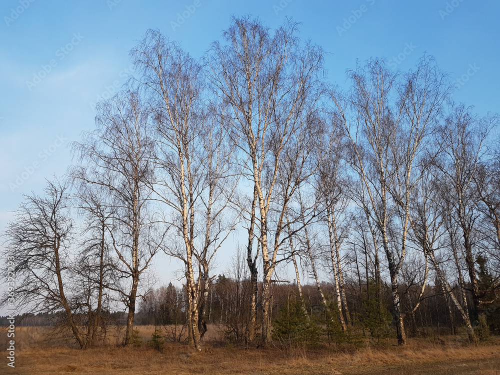 Row of high white birch trees with picturesque blue sky and light clouds on background in evening of spring time Row of high white birch trees with picturesque blue sky and light clouds on background in evening of spring time