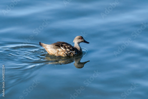 Crested Duck (Lophonetta specularioides) in Ushuaia area, Land of Fire (Tierra del Fuego), Argentina