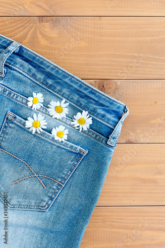 two chamomile flower in jeans pocket. daisy on blue jeans background. Summer greeting card
