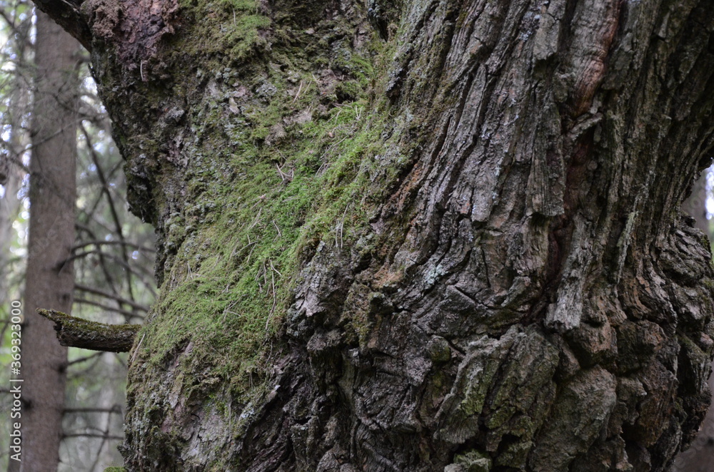 bark of a tree bark of a tree