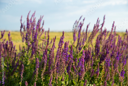 Closeup of purple flowers in a field at golden hour.