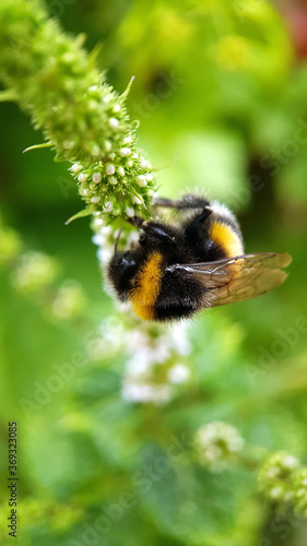 Bee on white flower © Jennifer
